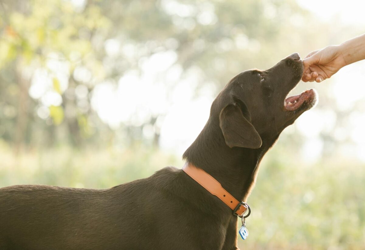 owner giving treat to pedigreed brown Labrador in lush sunny nature