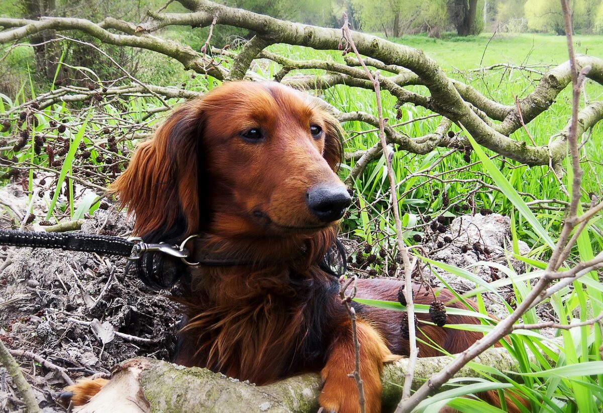 dog, dachshund, hunt