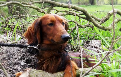 dog, dachshund, hunt