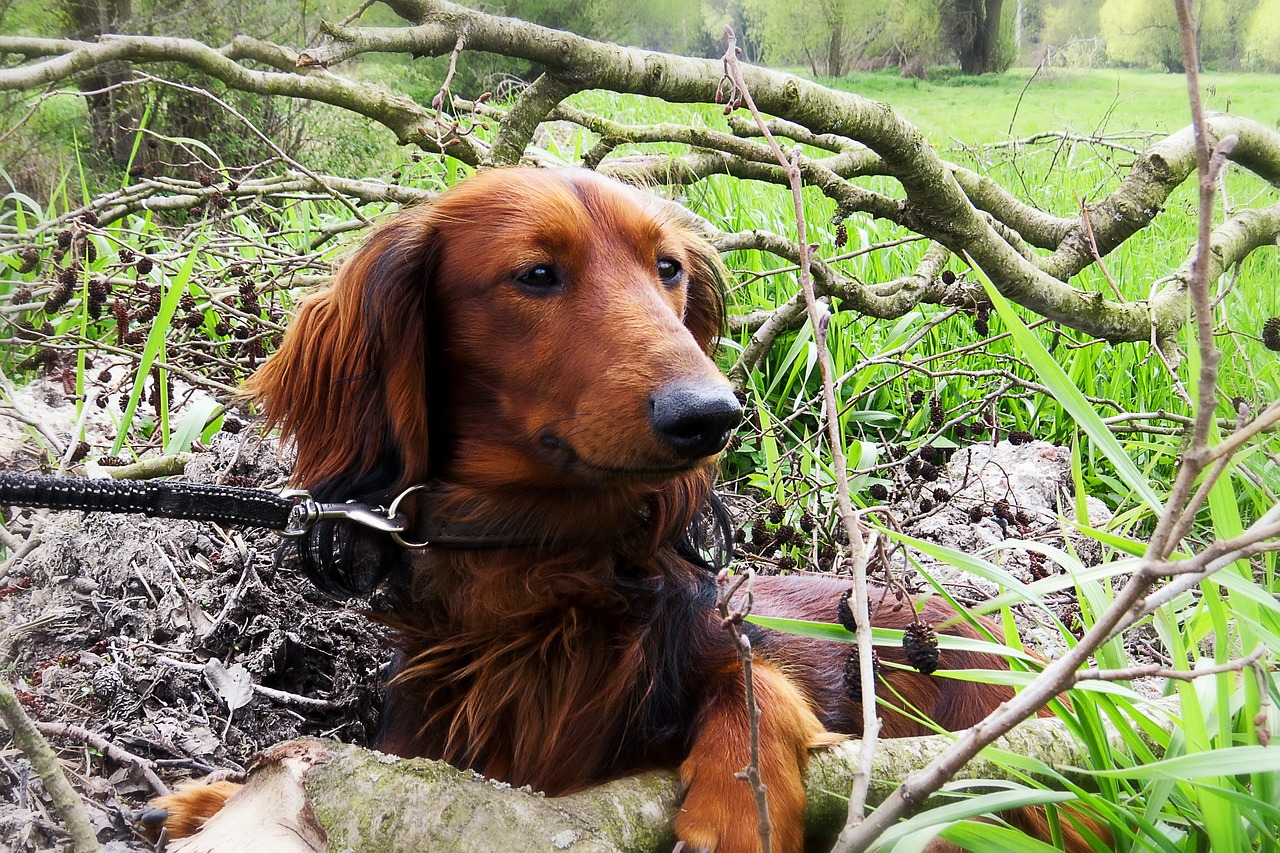 dog, dachshund, hunt