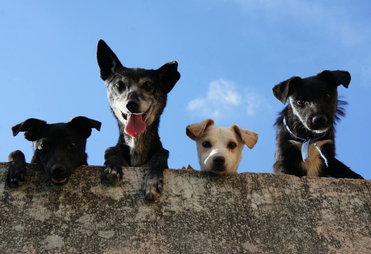 Black And White Short Coated Dogs