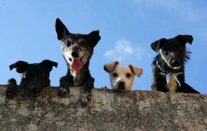 Black And White Short Coated Dogs