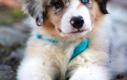 white and brown long coated dog