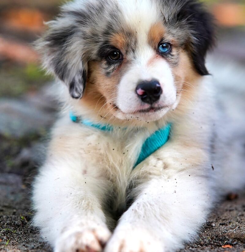 white and brown long coated dog